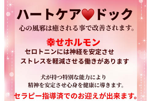 成約済の秋田県のマルプー:マルチーズ×トイプードル-79674の4枚目