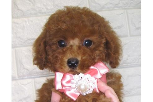 成約済の茨城県のトイプードル-81873の3枚目