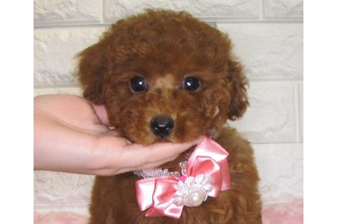 成約済の茨城県のトイプードル-81873の2枚目