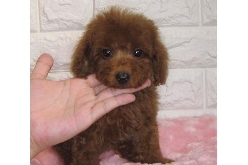 成約済の茨城県のトイプードル-81875の3枚目