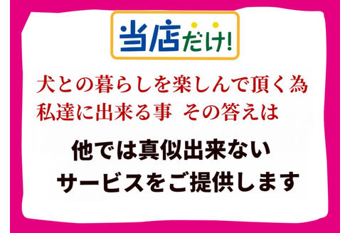 成約済の秋田県のマルプー:マルチーズ×トイプードル-79675の4枚目