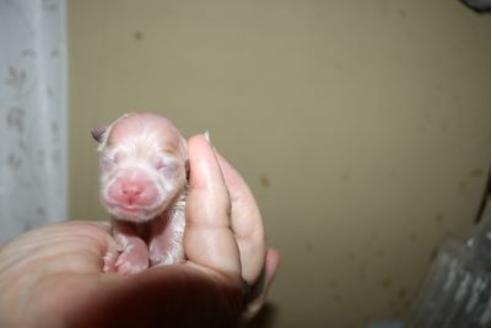 成約済の静岡県のポメラニアン-81885の13枚目