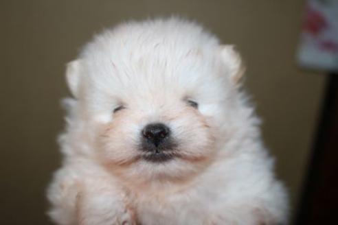 成約済の静岡県のポメラニアン-81885の12枚目