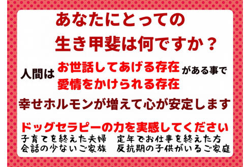 成約済の秋田県のマルプー:マルチーズ×トイプードル-80861の13枚目