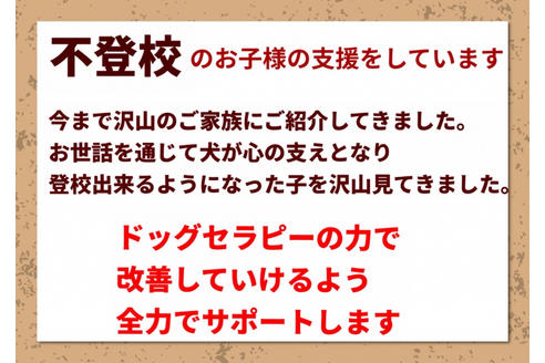 成約済の秋田県のマルプー:マルチーズ×トイプードル-80861の12枚目