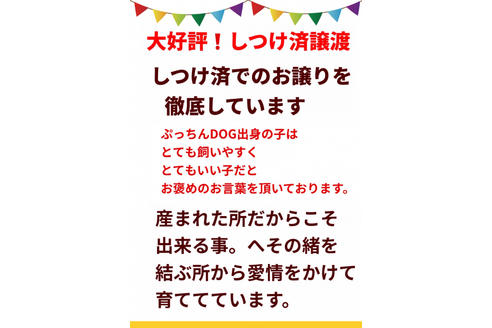 成約済の秋田県のマルプー:マルチーズ×トイプードル-80861の7枚目