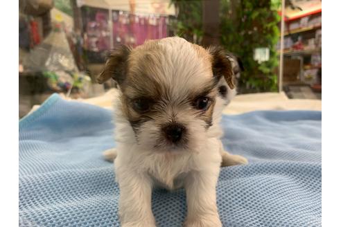 成約済の京都府のミックス犬-81915の5枚目