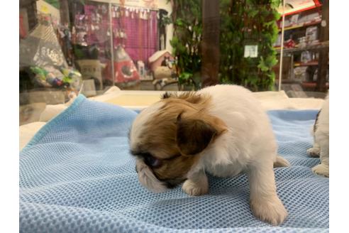 成約済の京都府のミックス犬-81915の4枚目