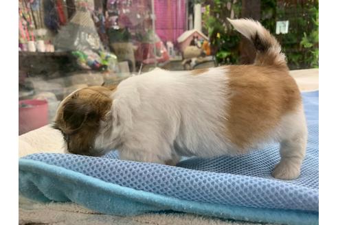 成約済の京都府のミックス犬-81915の3枚目