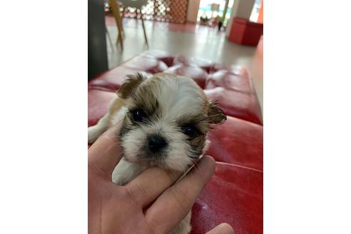 成約済の京都府のミックス犬-81915の2枚目