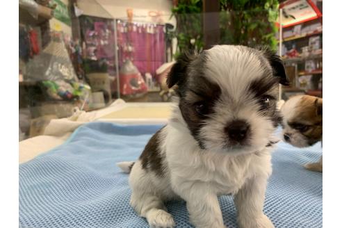 成約済の京都府のミックス犬-81916の1枚目