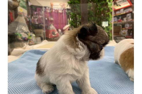 成約済の京都府のミックス犬-81916の5枚目