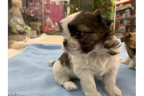 成約済の京都府のミックス犬-81916の4枚目