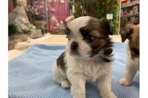 成約済の京都府のミックス犬-81916の3枚目