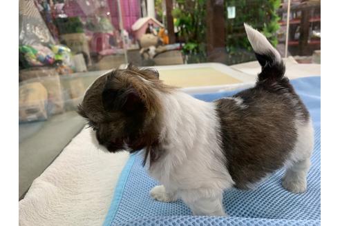 成約済の京都府のミックス犬-81916の2枚目