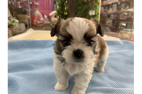 成約済の京都府のミックス犬-81928の1枚目