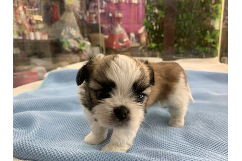 成約済の京都府のミックス犬-81928の5枚目