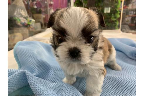 成約済の京都府のミックス犬-81928の4枚目