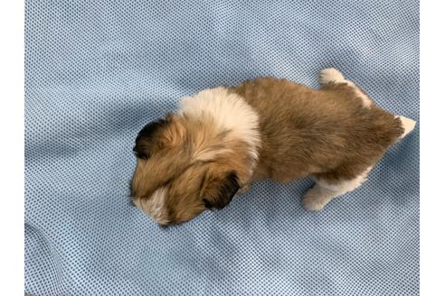 成約済の京都府のミックス犬-81928の3枚目