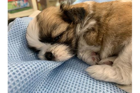 成約済の京都府のミックス犬-81928の2枚目