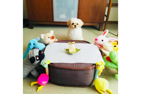 成約済の秋田県のマルプー:マルチーズ×トイプードル-80861の6枚目