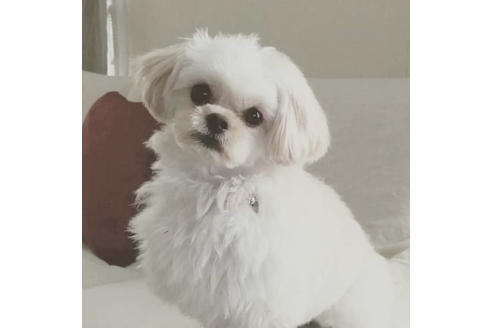 成約済の秋田県のマルプー:マルチーズ×トイプードル-80861の5枚目