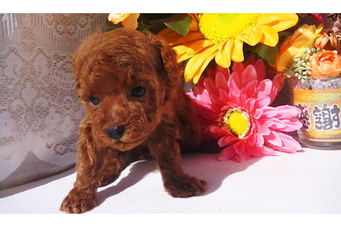 成約済の福岡県のティーカッププードル-79999の6枚目