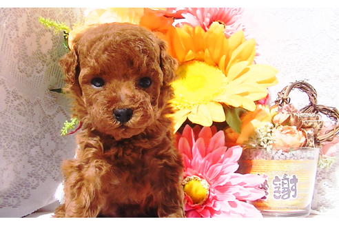 成約済の福岡県のティーカッププードル-79999の5枚目