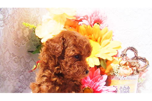 成約済の福岡県のティーカッププードル-79999の4枚目