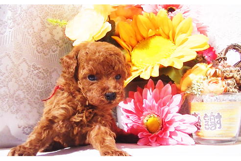 成約済の福岡県のティーカッププードル-79999の3枚目