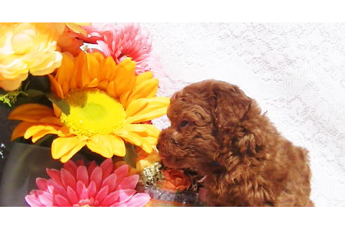 成約済の福岡県のティーカッププードル-79995の10枚目