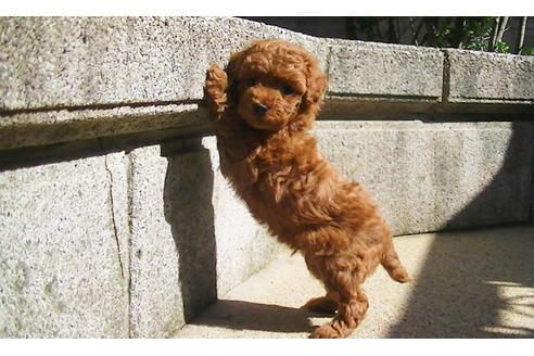 成約済の福岡県のティーカッププードル-79995の9枚目