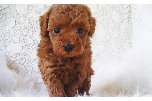 成約済の福岡県のティーカッププードル-79995の8枚目