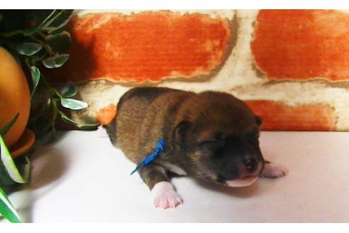 成約済の福岡県の豆柴-81901の7枚目