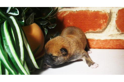 成約済の福岡県の豆柴-81900の9枚目