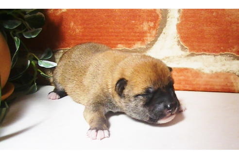 成約済の福岡県の豆柴-81900の8枚目