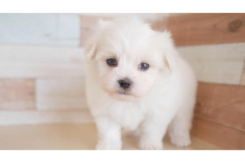 成約済の福岡県のマルチーズ-81978の1枚目