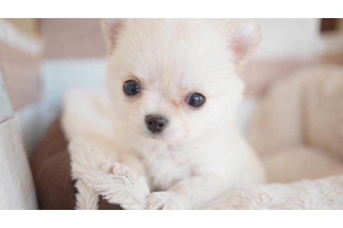 成約済の福岡県のチワワ(ロングコート)-81980の1枚目