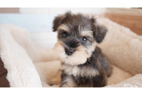 成約済の福岡県のミニチュアシュナウザー-81981の1枚目