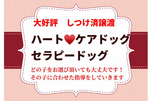 成約済の秋田県のマルプー:マルチーズ×トイプードル-80862の2枚目