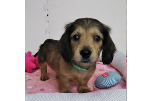 成約済の岩手県のカニンヘンダックスフンド(ロングヘアード)-81644の13枚目