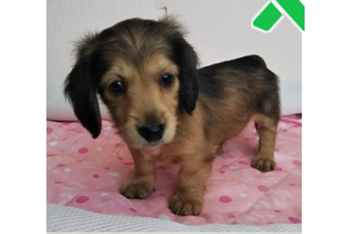 成約済の岩手県のカニンヘンダックスフンド(ロングヘアード)-81644の12枚目