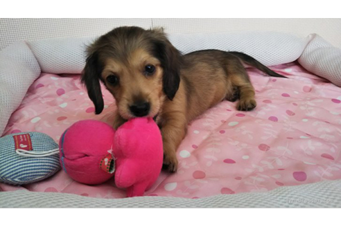 成約済の岩手県のカニンヘンダックスフンド(ロングヘアード)-81644の11枚目