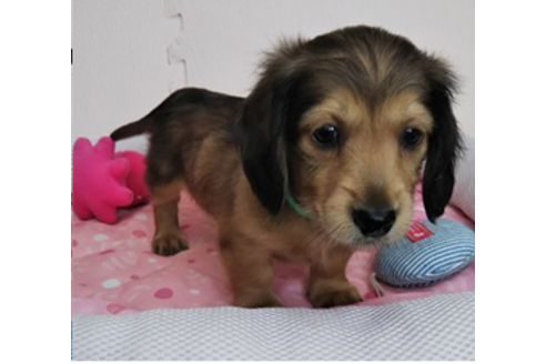 成約済の岩手県のカニンヘンダックスフンド(ロングヘアード)-81644の9枚目