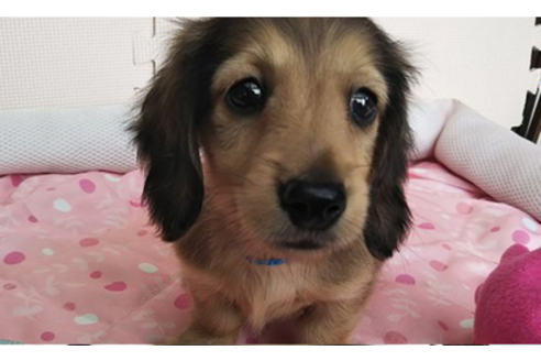 成約済の岩手県のカニンヘンダックスフンド(ロングヘアード)-81642の12枚目