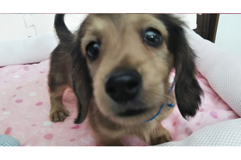 成約済の岩手県のカニンヘンダックスフンド(ロングヘアード)-81642の11枚目