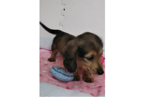 成約済の岩手県のカニンヘンダックスフンド(ロングヘアード)-81642の8枚目