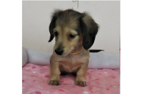 成約済の岩手県のカニンヘンダックスフンド(ロングヘアード)-81639の1枚目