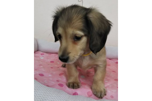 成約済の岩手県のカニンヘンダックスフンド(ロングヘアード)-81639の5枚目