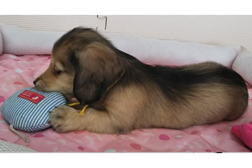 成約済の岩手県のカニンヘンダックスフンド(ロングヘアード)-81639の4枚目